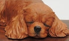 Cavalier King Charles Spaniel Dark Rosewood Cremation Urn